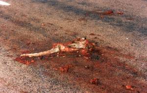 Geschmorter Guru in Rotweinsauce.