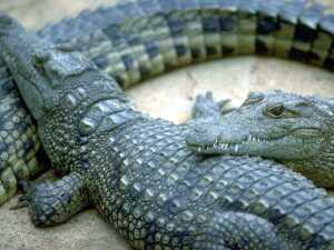 Die ber&uuml;mte Viererabwehrkette - oft kopiert, aber nie erreicht.