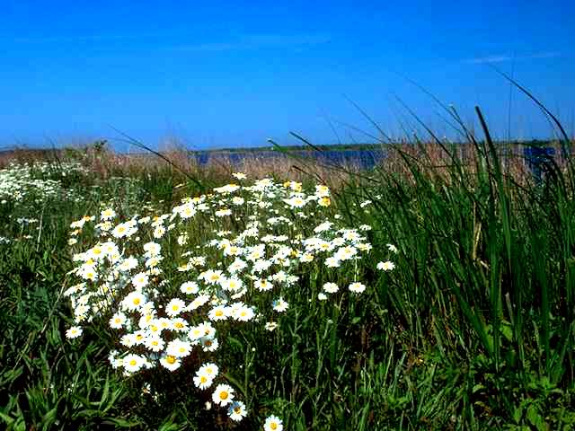 Tolle naturgesch&uuml;tzte Blumen...